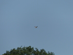 FZ008860 Bird of prey.jpg